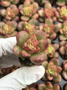 128株 Q880-3多肉植物 エケベリア リンゴ花 超美苗 サボテン 観葉植物 花 園芸　レア種 土と根付きで