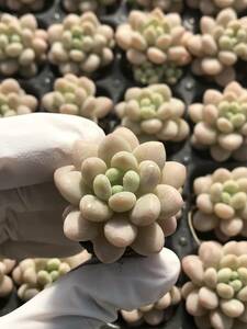 105株 Q824-4多肉植物 エケベリア ロココ 超美苗 サボテン 観葉植物 花 園芸　レア種 土と根付きで