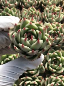 72株 Q812-4多肉植物 エケベリア トスカネリー 超美苗 サボテン 観葉植物 花 園芸　レア種 土と根付きで