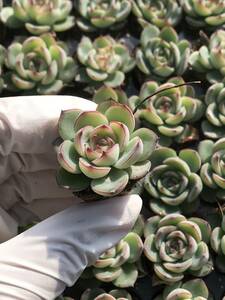 128株 Q825-7多肉植物 エケベリア 魂の妖精 超美苗 サボテン 観葉植物 花 園芸　レア種 土と根付きで