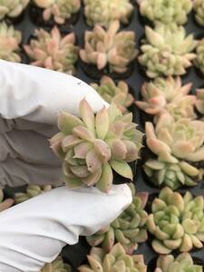 128株 Q876-7多肉植物 エケベリア 氷服 超美苗 サボテン 観葉植物 花 園芸　レア種 土と根付きで