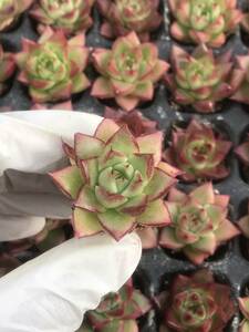 128株 Q904-7多肉植物 エケベリア 赤い辺線 超美苗 サボテン 観葉植物 花 園芸　レア種 土と根付きで