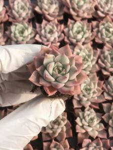 128株 Q915-7多肉植物 エケベリア トマス 超美苗 サボテン 観葉植物 花 園芸　レア種 土と根付きで