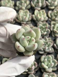 128株 Q857-1多肉植物 エケベリア 雪シャンパン 超美苗 サボテン 観葉植物 花 園芸　レア種 土と根付きで