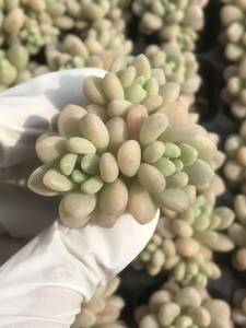 105株 R541-4多肉植物 エケベリア ロココ 超美苗 サボテン 観葉植物 花 園芸　レア種 土と根付きで