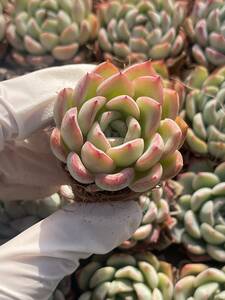 72株　S5-3　多肉植物 エケベリア　　スイフト座　　　超美苗 サボテン 観葉植物 花 園芸　レア種 土と根付きで