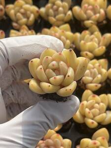 105株　S14-3　多肉植物 エケベリア　　シャンパン　　　超美苗 サボテン 観葉植物 花 園芸　レア種 土と根付きで