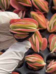 105株　S62-3　多肉植物 エケベリア　　 タン・イン　　　超美苗 サボテン 観葉植物 花 園芸　レア種 土と根付きで