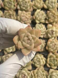 128株　S115-3　多肉植物 エケベリア　　 ストロー　　超美苗 サボテン 観葉植物 花 園芸　レア種 土と根付きで