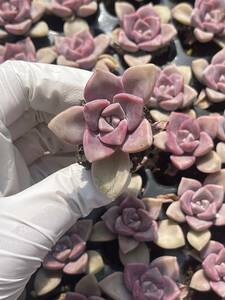 105株　S139-3　多肉植物 エケベリア　　 紫楽　　超美苗 サボテン 観葉植物 花 園芸　レア種 土と根付きで