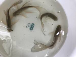 ☆魚取沼系鉄魚　青鉄魚ペアから産まれた薄い緑色　　2ペアの出品になります。