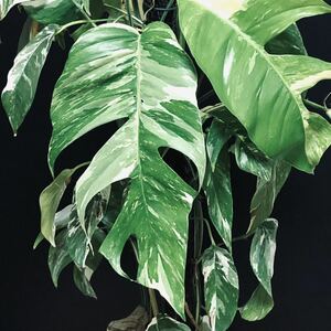 エピプレムナム ピナツム バリエガータ Epipremnum Pinnatum Variegated 斑入り タグ： モンステラ フィロデンドロン アグラオネマ