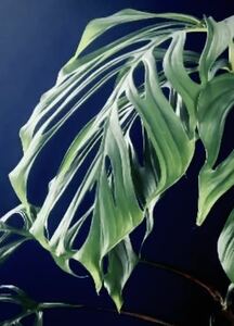 激レア【 オブリクア フィラメンタス 】 モンステラ Monstera obliqua filamentous タグ: フィロデンドロン アグラオネマ