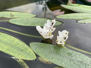 【Kazuのメダカ睡蓮ビオトープ】ミズサンザシ　1株　