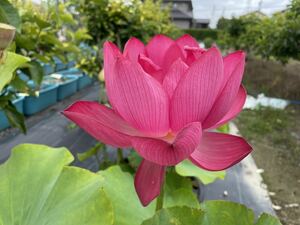 【Kazuのメダカ睡蓮ビオトープ】花蓮　青菱紅蓮 蓮（ハス）小サイズ1株　大型品種　蓮根（レンコン）　3