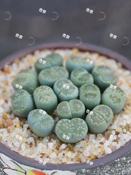 多肉植物 リトープス 緑福来玉 20玉セット