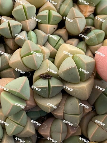 リトープス 大小混合金線魔玉15玉