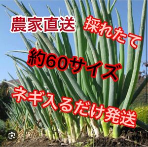 うまい農家直送採れたてネギ約60サイズダンボールに入るだけ発送