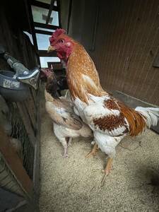 土佐軍鶏、食用有精卵10個、地鶏、平飼い、マリーナクリスタルミネラル