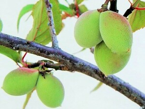 縁起木　双果性 ウメ(桃花) [赤女夫(めおと)梅]　B・珍品・花木・山野草