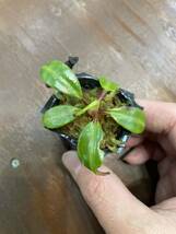 Nepenthes edwardsiana Tambuyukon seed grown ネペンテス　 食虫植物_画像3