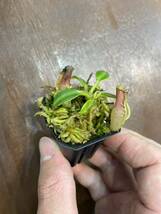 Nepenthes edwardsiana Tambuyukon seed grown ① ネペンテス　 食虫植物_画像2