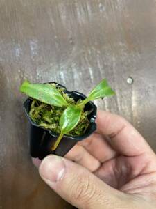 Nepenthes edwardsiana Marai Parai seed grown ネペンテス　 食虫植物