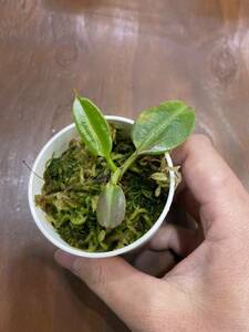 Nepenthes edwardsiana Tambuyukon seed grown ①ネペンテス　 食虫植物