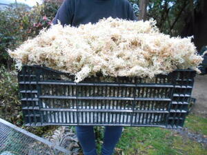 山野草　天然水苔　コンテナ　大量　コ