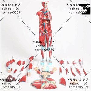 人体解剖模型 1/2等身大胴体内臓解剖模型 27パーツ取り外し可能 人体筋肉解剖模型