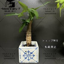 ミニ盆栽 植木鉢 角鉢 コンクリート 角型プランター 植木鉢 ガーデニング 底穴付き 観葉植物 幅7.5cm×高さ8.5cm_画像1