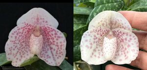 洋蘭 パフィオ Paph bellatulum fma.roseum トップ苗 花芽付き