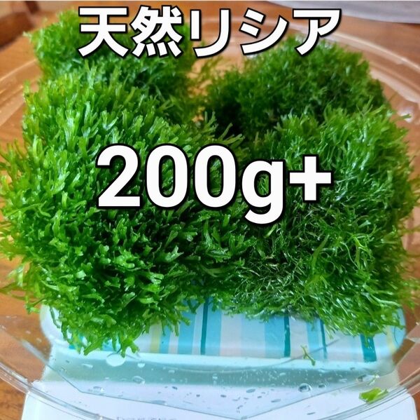 天然リシア200g+30g　おまけでアマゾンフロッグピット　おまけアカウキクサ　 水草 メダカ アクアリウム 水中葉 熱帯魚 