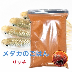  Ricci B*100g[ cat .. mountain temple ] the lowest price! meal . attaching eminent!! science . charge research place me Dakar goldfish turtle tropical fish river fish same day shipping 