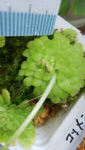 食虫植物 ピンギキュラ・ミランダエ