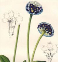 1850年 Van Houtte ヨーロッパの植物 多色石版画 サクラソウ科 サクラソウ属 PRIMULA CAPITATA_画像2