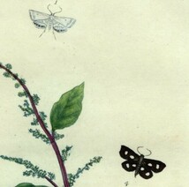 1799年 Donovan 手彩色 銅版画 英国昆虫博物誌 Pl.266 ツトガ科 カタクリスタ属 ヘリオテラ属 シャクガ科 キクロフォラ属 3種 博物画_画像2
