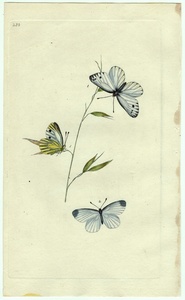 1799年 Donovan 手彩色 銅版画 英国昆虫博物誌 Pl.280 シロチョウ科 エゾスジグロシロチョウ ヒメシロチョウ属 2種 博物画