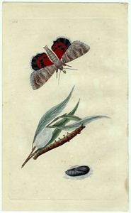 1798 year Donovan hand coloring copperplate engraving Britain insect . thing magazine Pl.224tomoega.katokala.ezo red under baPHALAENA NUPTA. thing .