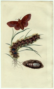 1798年 Donovan 手彩色 銅版画 英国昆虫博物誌 Pl.232 カレハガ科 ガストロパカ属 ヒロバカレハ PHALAENA QUERCIFOLIA 博物画