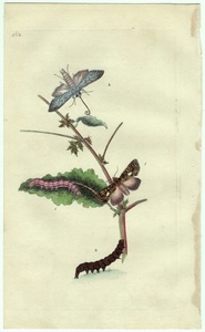 1799年 Donovan 手彩色 銅版画 英国昆虫博物誌 Pl.262 ヤガ科 トラケア属 シロスジアオヨトウ PHALAENA ATRIPLICIS 博物画