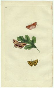 1798年 Donovan 手彩色 銅版画 英国昆虫博物誌 Pl.251 シャクガ科 メノフラ属 カギバガ科 ファルカリア属 2種 博物画