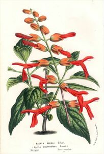 1861年 Van Houtte ヨーロッパの植物 多色石版画 シソ科 アキギリ属 SALVIA ROEZLI サルビア