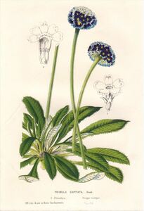 1850年 Van Houtte ヨーロッパの植物 多色石版画 サクラソウ科 サクラソウ属 PRIMULA CAPITATA