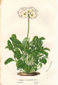 1854年 Van Houtte ヨーロッパの植物 多色石版画 サクラソウ科 サクラソウ属 PRIMULA INVOLUCRATA WALL