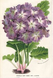 1873年 Van Houtte ヨーロッパの植物 多色石版画 サクラソウ科 サクラソウ属 PRIMULA CORTUSOIDES