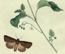 1798年 Donovan 手彩色 銅版画 英国昆虫博物誌 Pl.223 カギバガ科 アヤトガリバ ヤガ科 カラスヨトウ属など3種 博物画_画像3
