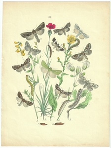 1882年 Kirby 石版画 手彩色 ヨーロッパの蝶と蛾 Pl.37 ヤガ科 11種 シロスジヨトウ ユーラシアオホーツクヨトウ 博物画