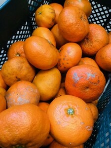 【9箱限定】訳ありブス甘平大容量10kg3000円スタート!