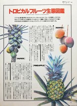 松原健治 雑誌挿絵 原画 トロピカルフルーツ「グァバ」_画像6